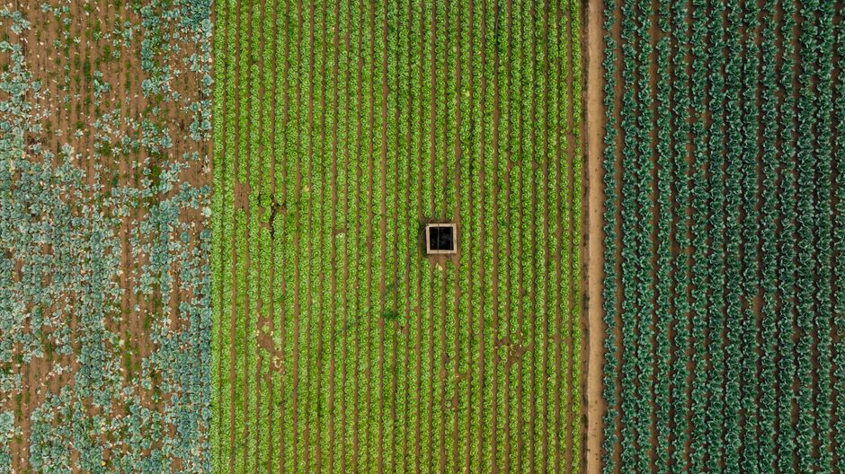 Aerial view of green and blue vegetable fields in neat rows, showcasing vibrant agricultural landscape.
