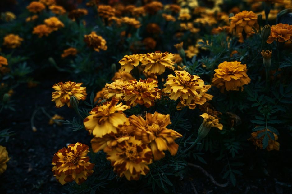 A stunning collection of Tagetes erecta marigold flowers blooming vibrantly in a lush outdoor garden setting.