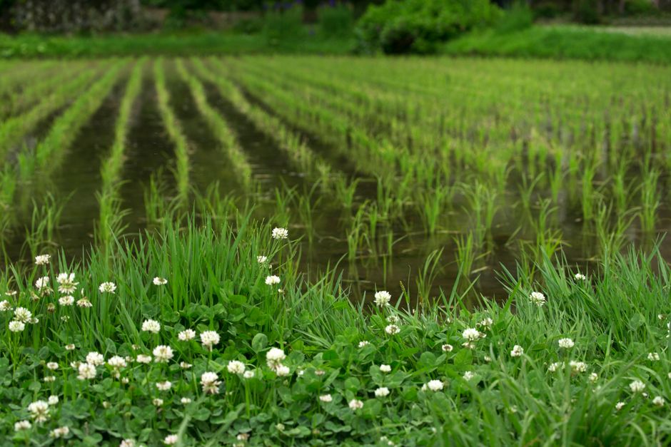 Vibrant rice paddy field with rows of green seedlings and white clover flowers in foreground.