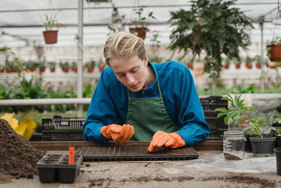 A gardener carefully planting seeds indoors in a greenhouse, focusing on plant care.